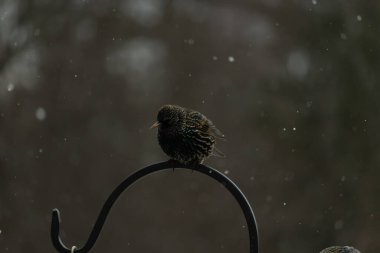 Benekli bir Avrupa sığırcığı, düşen karın ortasında eğri büğrü bir metal üzerinde duruyor. Kış vahşi yaşamı, kuş gözlemciliği, soğuk hava, sakin bir an..