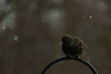 Benekli bir Avrupa sığırcığı, düşen karın ortasında eğri büğrü bir metal üzerinde duruyor. Kış vahşi yaşamı, kuş gözlemciliği, soğuk hava, sakin bir an..