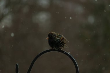 Benekli bir Avrupa sığırcığı, düşen karın ortasında eğri büğrü bir metal üzerinde duruyor. Kış vahşi yaşamı, kuş gözlemciliği, soğuk hava, sakin bir an..