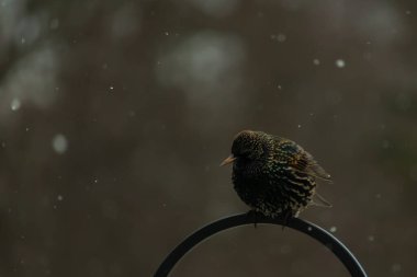 Benekli bir Avrupa sığırcığı, düşen karın ortasında eğri büğrü bir metal üzerinde duruyor. Kış vahşi yaşamı, kuş gözlemciliği, soğuk hava, sakin bir an..