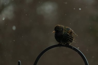 Benekli bir Avrupa sığırcığı, düşen karın ortasında eğri büğrü bir metal üzerinde duruyor. Kış vahşi yaşamı, kuş gözlemciliği, soğuk hava, sakin bir an..