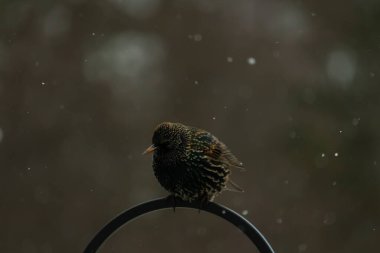 Benekli bir Avrupa sığırcığı, düşen karın ortasında eğri büğrü bir metal üzerinde duruyor. Kış vahşi yaşamı, kuş gözlemciliği, soğuk hava, sakin bir an..
