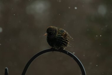 Benekli bir Avrupa sığırcığı, düşen karın ortasında eğri büğrü bir metal üzerinde duruyor. Kış vahşi yaşamı, kuş gözlemciliği, soğuk hava, sakin bir an..