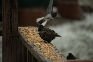 Bir Avrupa Sığırcığı, dağınık tohumların arasında, ahşap bir korkuluğa tünemiş, bir diğeri ise içeri uçuyor. Canlı renkler ve hareketli aksiyon ile şehir vahşi yaşam sahnesi.