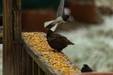 Bir Avrupa Sığırcığı, dağınık tohumların arasında, ahşap bir korkuluğa tünemiş, bir diğeri ise içeri uçuyor. Canlı renkler ve hareketli aksiyon ile şehir vahşi yaşam sahnesi.