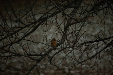 Çarpıcı sarı bir kardinal, nadir görülen bir renk değişimi, sessiz tonların bulanık arka planına karşı çıplak dallar arasında tünemiş. Eşsiz vahşi yaşam, kuş izleme, doğa..