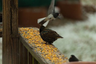 Bir Avrupa Sığırcığı, dağınık tohumların arasında, ahşap bir korkuluğa tünemiş, bir diğeri ise içeri uçuyor. Canlı renkler ve hareketli aksiyon ile şehir vahşi yaşam sahnesi.