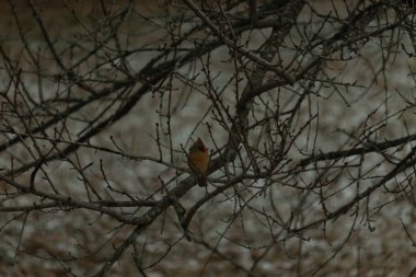 Çarpıcı sarı bir kardinal, nadir görülen bir renk değişimi, sessiz tonların bulanık arka planına karşı çıplak dallar arasında tünemiş. Eşsiz vahşi yaşam, kuş izleme, doğa..