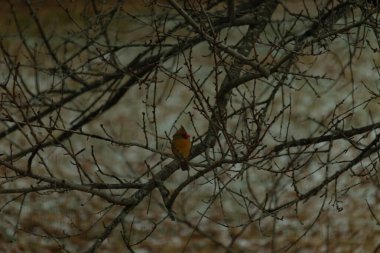 Çarpıcı sarı bir kardinal, nadir görülen bir renk değişimi, sessiz tonların bulanık arka planına karşı çıplak dallar arasında tünemiş. Eşsiz vahşi yaşam, kuş izleme, doğa..
