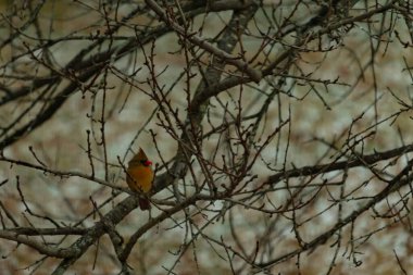 Çarpıcı sarı bir kardinal, nadir görülen bir renk değişimi, sessiz tonların bulanık arka planına karşı çıplak dallar arasında tünemiş. Eşsiz vahşi yaşam, kuş izleme, doğa..