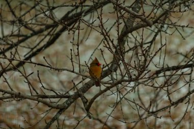 Çarpıcı sarı bir kardinal, nadir görülen bir renk değişimi, sessiz tonların bulanık arka planına karşı çıplak dallar arasında tünemiş. Eşsiz vahşi yaşam, kuş izleme, doğa..