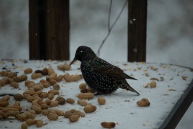 Yanardöner benekli tüylü bir Avrupa Sığırcığı, karlı bir yüzey üzerinde durur. Fıstıklarla çevrili. Kentsel yaban hayatının kışın beslendiği yakın çekim.