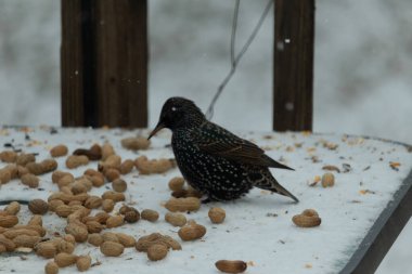 Yanardöner benekli tüylü bir Avrupa Sığırcığı, karlı bir yüzey üzerinde durur. Fıstıklarla çevrili. Kentsel yaban hayatının kışın beslendiği yakın çekim.