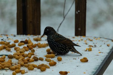 Yanardöner benekli tüylü bir Avrupa Sığırcığı, karlı bir yüzey üzerinde durur. Fıstıklarla çevrili. Kentsel yaban hayatının kışın beslendiği yakın çekim.