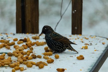 Yanardöner benekli tüylü bir Avrupa Sığırcığı, karlı bir yüzey üzerinde durur. Fıstıklarla çevrili. Kentsel yaban hayatının kışın beslendiği yakın çekim.