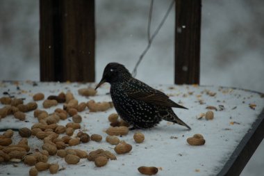 Yanardöner benekli tüylü bir Avrupa Sığırcığı, karlı bir yüzey üzerinde durur. Fıstıklarla çevrili. Kentsel yaban hayatının kışın beslendiği yakın çekim.