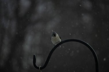 Küçük, tüylü, gri üst parçaları, beyaz alt parçaları ve hafif bir kar yağışı sırasında siyah metal besleyicisinin tepesinde tünemiş bir tepesi olan bir Titmouse. Kış kuşu.