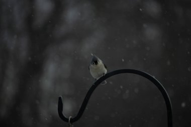 Küçük, tüylü, gri üst parçaları, beyaz alt parçaları ve hafif bir kar yağışı sırasında siyah metal besleyicisinin tepesinde tünemiş bir tepesi olan bir Titmouse. Kış kuşu.