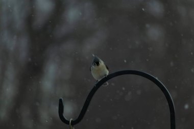Küçük, tüylü, gri üst parçaları, beyaz alt parçaları ve hafif bir kar yağışı sırasında siyah metal besleyicisinin tepesinde tünemiş bir tepesi olan bir Titmouse. Kış kuşu.