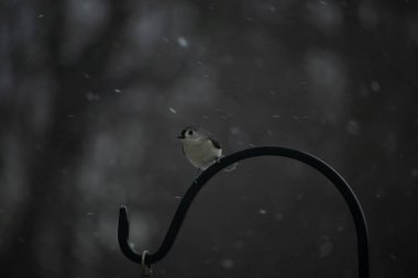 Küçük, tüylü, gri üst parçaları, beyaz alt parçaları ve hafif bir kar yağışı sırasında siyah metal besleyicisinin tepesinde tünemiş bir tepesi olan bir Titmouse. Kış kuşu.