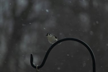 Küçük, tüylü, gri üst parçaları, beyaz alt parçaları ve hafif bir kar yağışı sırasında siyah metal besleyicisinin tepesinde tünemiş bir tepesi olan bir Titmouse. Kış kuşu.