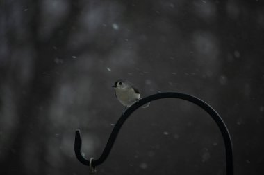 Küçük, tüylü, gri üst parçaları, beyaz alt parçaları ve hafif bir kar yağışı sırasında siyah metal besleyicisinin tepesinde tünemiş bir tepesi olan bir Titmouse. Kış kuşu.