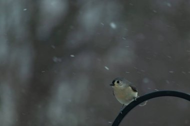 Küçük, tüylü, gri üst parçaları, beyaz alt parçaları ve hafif bir kar yağışı sırasında siyah metal besleyicisinin tepesinde tünemiş bir tepesi olan bir Titmouse. Kış kuşu.