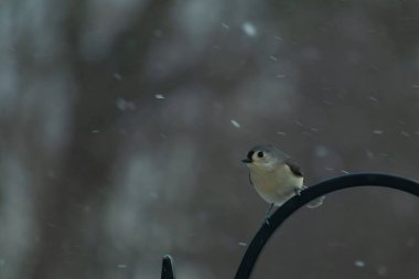 Küçük, tüylü, gri üst parçaları, beyaz alt parçaları ve hafif bir kar yağışı sırasında siyah metal besleyicisinin tepesinde tünemiş bir tepesi olan bir Titmouse. Kış kuşu.