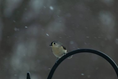 Küçük, tüylü, gri üst parçaları, beyaz alt parçaları ve hafif bir kar yağışı sırasında siyah metal besleyicisinin tepesinde tünemiş bir tepesi olan bir Titmouse. Kış kuşu.