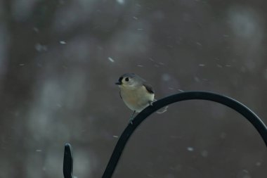 Küçük, tüylü, gri üst parçaları, beyaz alt parçaları ve hafif bir kar yağışı sırasında siyah metal besleyicisinin tepesinde tünemiş bir tepesi olan bir Titmouse. Kış kuşu.