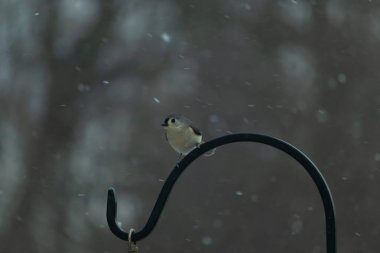 Küçük, tüylü, gri üst parçaları, beyaz alt parçaları ve hafif bir kar yağışı sırasında siyah metal besleyicisinin tepesinde tünemiş bir tepesi olan bir Titmouse. Kış kuşu.