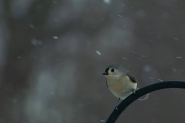 Küçük, tüylü, gri üst parçaları, beyaz alt parçaları ve hafif bir kar yağışı sırasında siyah metal besleyicisinin tepesinde tünemiş bir tepesi olan bir Titmouse. Kış kuşu.
