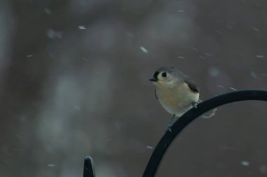 Küçük, tüylü, gri üst parçaları, beyaz alt parçaları ve hafif bir kar yağışı sırasında siyah metal besleyicisinin tepesinde tünemiş bir tepesi olan bir Titmouse. Kış kuşu.