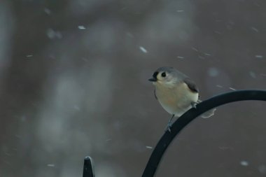 Küçük, tüylü, gri üst parçaları, beyaz alt parçaları ve hafif bir kar yağışı sırasında siyah metal besleyicisinin tepesinde tünemiş bir tepesi olan bir Titmouse. Kış kuşu.