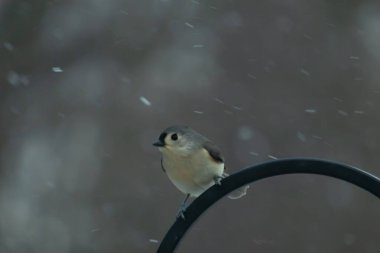 Küçük, tüylü, gri üst parçaları, beyaz alt parçaları ve hafif bir kar yağışı sırasında siyah metal besleyicisinin tepesinde tünemiş bir tepesi olan bir Titmouse. Kış kuşu.