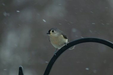 Küçük, tüylü, gri üst parçaları, beyaz alt parçaları ve hafif bir kar yağışı sırasında siyah metal besleyicisinin tepesinde tünemiş bir tepesi olan bir Titmouse. Kış kuşu.