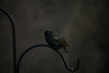 Siyah metal bir kancaya tünemiş bir Avrupa sığırcığı, benekli tüyleri ışığı yakalıyor. Yumuşak odak, doğal ortam, bulanık bir arka plan. Vahşi yaşam, kuş, doğa. Sakin, detaylı..