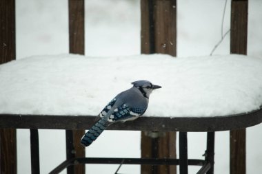 Canlı bir mavi karga, kar tozlu korkuluklara tünemiş siyah beyaz işaretlerle vuruyor. Kuzey Amerika 'da kış vahşi yaşamı.