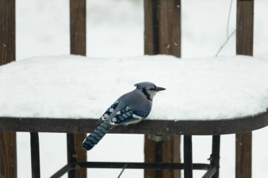 Canlı bir mavi karga, kar tozlu korkuluklara tünemiş siyah beyaz işaretlerle vuruyor. Kuzey Amerika 'da kış vahşi yaşamı.