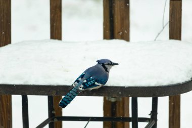 Canlı bir mavi karga, kar tozlu korkuluklara tünemiş siyah beyaz işaretlerle vuruyor. Kuzey Amerika 'da kış vahşi yaşamı.