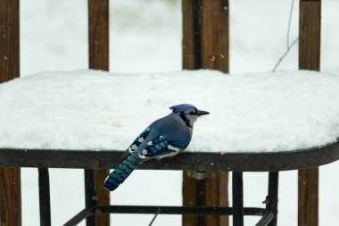 Canlı bir mavi karga, kar tozlu korkuluklara tünemiş siyah beyaz işaretlerle vuruyor. Kuzey Amerika 'da kış vahşi yaşamı.