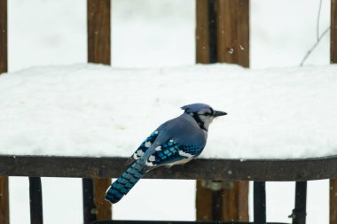Canlı bir mavi karga, kar tozlu korkuluklara tünemiş siyah beyaz işaretlerle vuruyor. Kuzey Amerika 'da kış vahşi yaşamı.