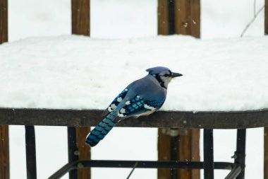 Canlı bir mavi karga, kar tozlu korkuluklara tünemiş siyah beyaz işaretlerle vuruyor. Kuzey Amerika 'da kış vahşi yaşamı.