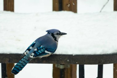 Canlı bir mavi karga, kar tozlu korkuluklara tünemiş siyah beyaz işaretlerle vuruyor. Kuzey Amerika 'da kış vahşi yaşamı.