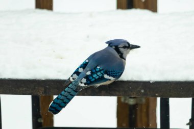 Canlı bir mavi karga, kar tozlu korkuluklara tünemiş siyah beyaz işaretlerle vuruyor. Kuzey Amerika 'da kış vahşi yaşamı.