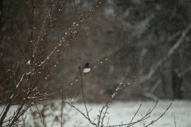 Hafif bir kar yağışı sırasında, kara tozlu bir dala tünemiş küçük siyah gözlü bir junco. Kış vahşi yaşam sahnesi bulanık, huzurlu bir zemin.