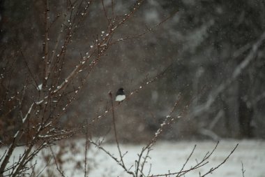 Hafif bir kar yağışı sırasında, kara tozlu bir dala tünemiş küçük siyah gözlü bir junco. Kış vahşi yaşam sahnesi bulanık, huzurlu bir zemin.