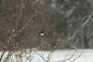 Hafif bir kar yağışı sırasında, kara tozlu bir dala tünemiş küçük siyah gözlü bir junco. Kış vahşi yaşam sahnesi bulanık, huzurlu bir zemin.