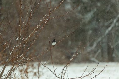 Hafif bir kar yağışı sırasında, kara tozlu bir dala tünemiş küçük siyah gözlü bir junco. Kış vahşi yaşam sahnesi bulanık, huzurlu bir zemin.