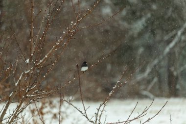 Hafif bir kar yağışı sırasında, kara tozlu bir dala tünemiş küçük siyah gözlü bir junco. Kış vahşi yaşam sahnesi bulanık, huzurlu bir zemin.